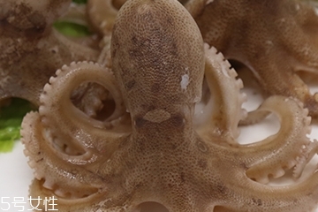 章魚是軟體動物嗎？章魚屬于軟體動物嗎？