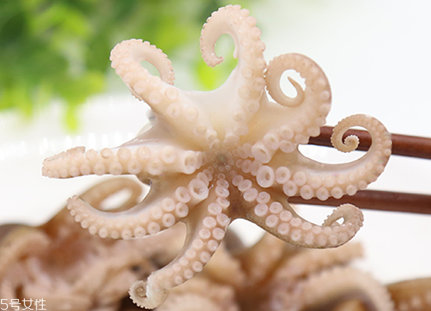 章魚是軟體動物嗎？章魚屬于軟體動物嗎？