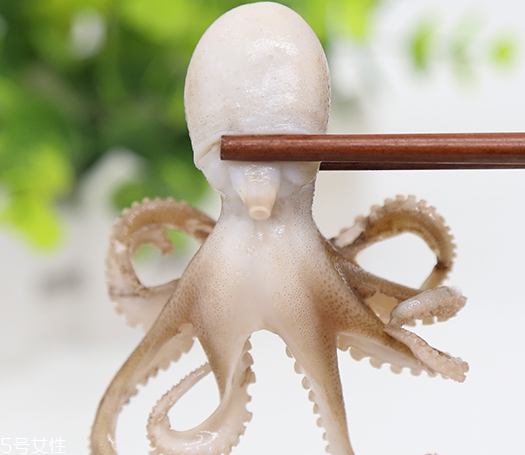 章魚是軟體動物嗎？章魚屬于軟體動物嗎？
