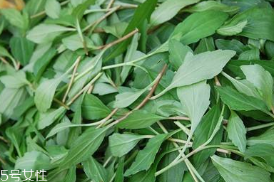 馬蘭頭對人的好處？馬蘭頭有什么好處？