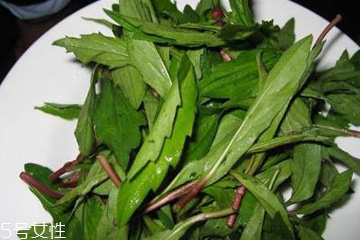 馬蘭頭是馬齒莧嗎？馬蘭頭和馬齒莧的區(qū)別
