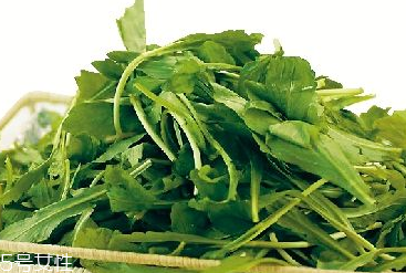 馬蘭頭是馬齒莧嗎？馬蘭頭和馬齒莧的區(qū)別