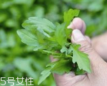 馬蘭頭和蝦能一起吃嗎？馬蘭頭和蝦能一起吃