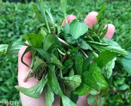 馬蘭頭和蝦能一起吃嗎？馬蘭頭和蝦能一起吃