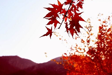 楓葉紅發(fā)色會不會太紅？楓葉紅發(fā)色日常嗎