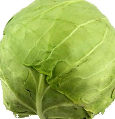 牛心菜怎么種植？牛心菜能種嗎？