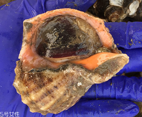 海螺開水還是冷水下鍋？海螺冷水還是熱水煮？