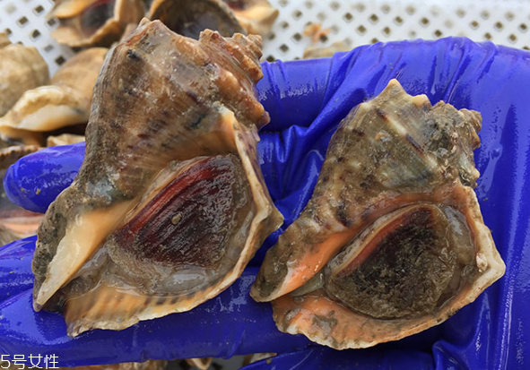 海螺開水還是冷水下鍋？海螺冷水還是熱水煮？
