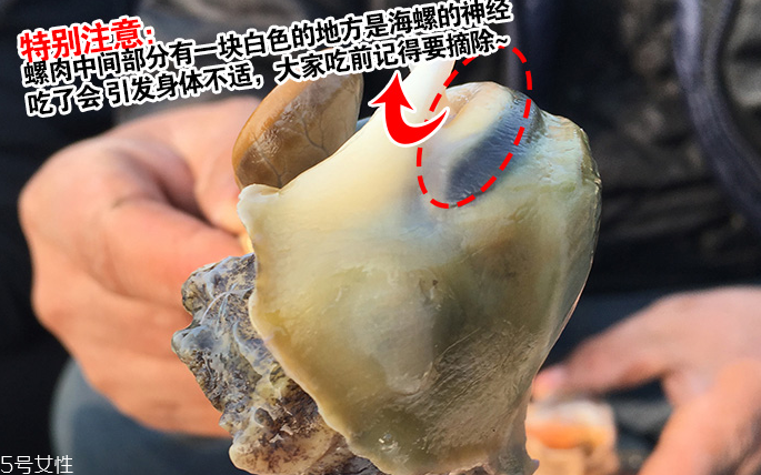 海螺會中毒嗎？吃海螺中毒多久會緩解？