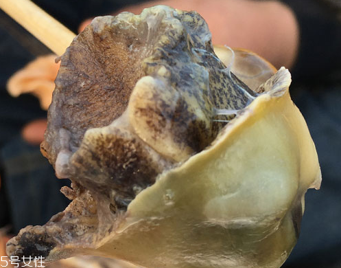 海螺可以隔夜吃嗎？海螺煮熟隔夜能吃嗎？