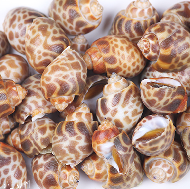 海螺能活幾天？海螺無(wú)水可以活幾天？
