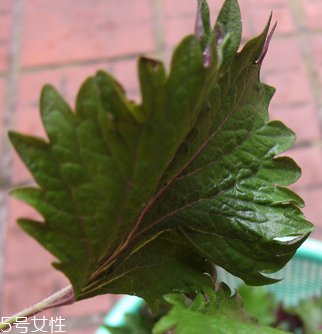 紫蘇葉能做成干紫蘇葉嗎？紫蘇葉怎么做成干紫蘇葉呢？