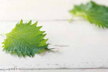 紫蘇葉能治皮膚過(guò)敏嗎？