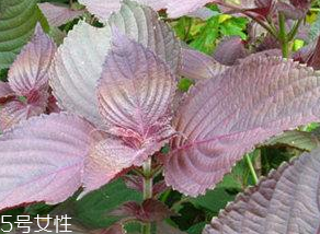 紫蘇葉能治感冒嗎？紫蘇葉能治感冒