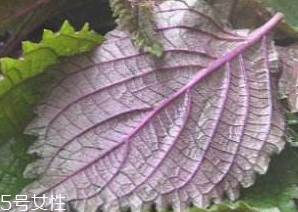 紫蘇葉吃了會(huì)上火嗎？紫蘇葉吃了不會(huì)上火