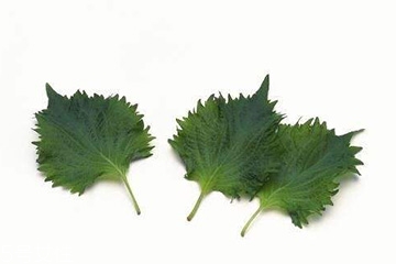 紫蘇葉和艾葉的區(qū)別 紫蘇葉和艾葉有什么區(qū)別？