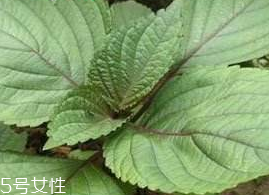 紫蘇葉能吃嗎？紫蘇葉好吃嗎？