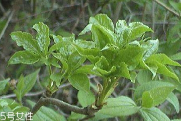 刺五加能做菜嗎？刺五加怎么做菜？