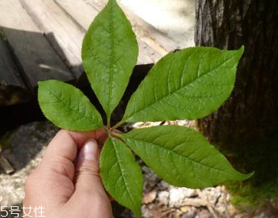 刺五加能做菜嗎？刺五加怎么做菜？