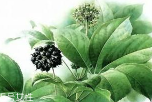 刺五加能做菜嗎？刺五加怎么做菜？