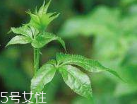 刺五加和枸杞泡水好嗎？刺五加能和枸杞泡水嗎？