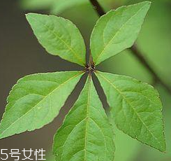 刺五加能給孕婦吃嗎？孕婦能吃刺五加嗎？