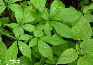 刺五加和谷維生素能一起吃嗎？