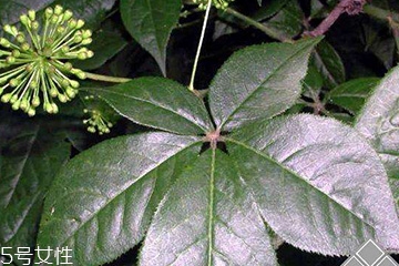 刺五加經(jīng)常喝會怎樣？刺五加能天天喝嗎？