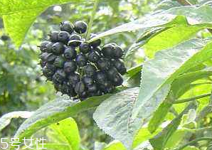 刺五加經(jīng)常喝會怎樣？刺五加能天天喝嗎？