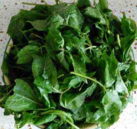 刺五加的好處 刺五加對(duì)人體有什么好處？