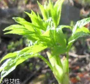 刺五加的好處 刺五加對(duì)人體有什么好處？