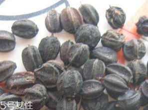 刺五加的食用方法 刺五加怎么吃？