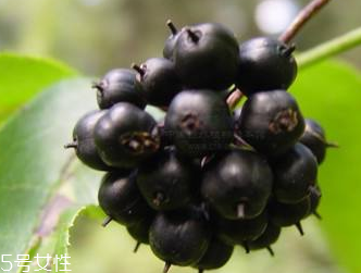 刺五加是發(fā)物嗎？刺五加不是發(fā)物