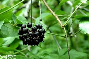 刺五加怎么吃？刺五加有什么用？