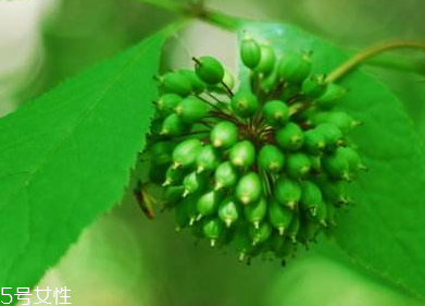 刺五加能不能做餃子餡？刺五加怎么做餃子餡？