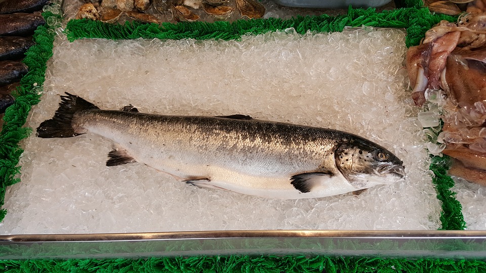 養(yǎng)殖三文魚(yú)和野生三文魚(yú) 常吃的鮭魚(yú)是哪種