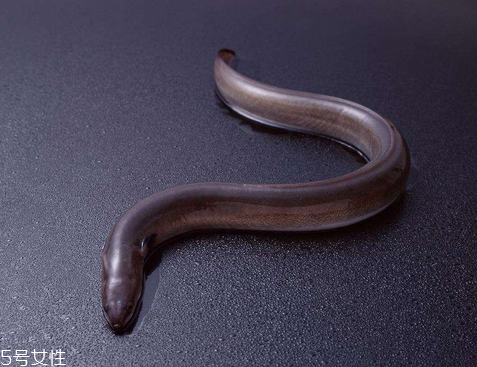鰻魚(yú)為什么那么貴 因?yàn)闋I(yíng)養(yǎng)價(jià)值高