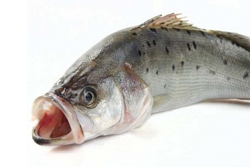 鱸魚(yú)開(kāi)水蒸還是冷水蒸 熱水下鍋