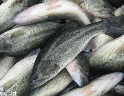 鱸魚(yú)開(kāi)水蒸還是冷水蒸 熱水下鍋