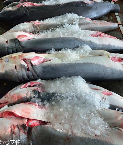 魚(yú)翅怎么處理 自己做魚(yú)翅必看