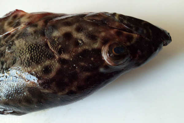 石斑魚(yú)多少錢一斤 分為三種