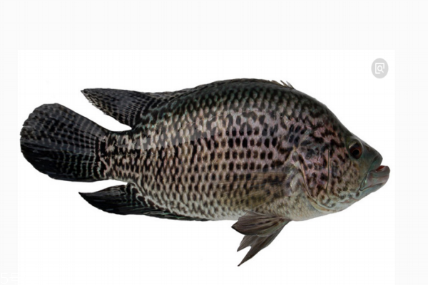 石斑魚(yú)多少錢一斤 分為三種