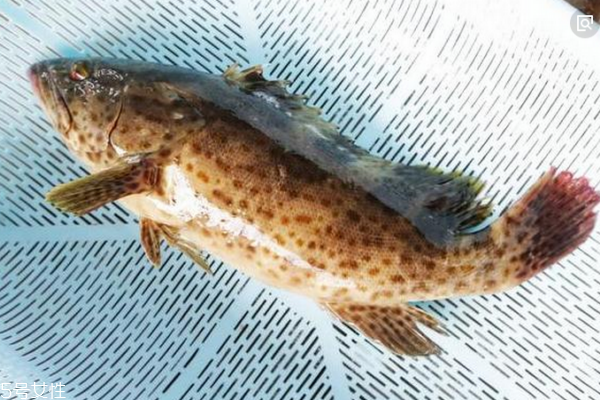 石斑魚(yú)多少錢一斤 分為三種