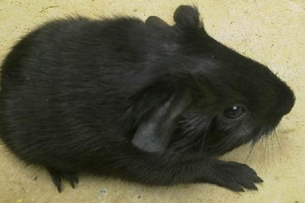 黑豚是什么動物？國家允許養(yǎng)殖的野生動物