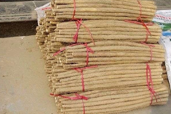 麻山藥長(zhǎng)芽還能吃嗎？麻山藥和鐵棍山藥的區(qū)別