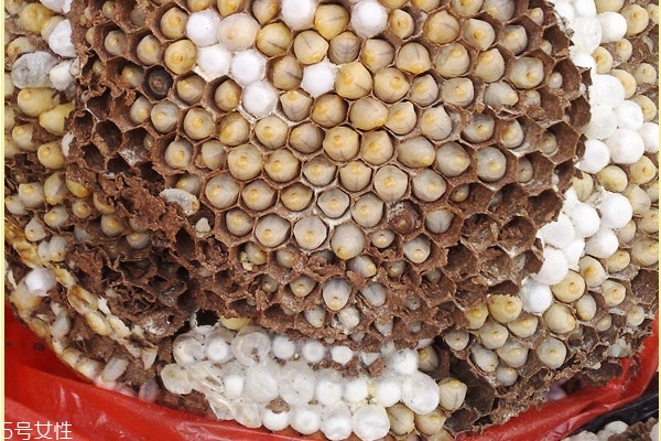蜂蛹可以釣魚(yú)嗎 魚(yú)類愛(ài)吃的餌料