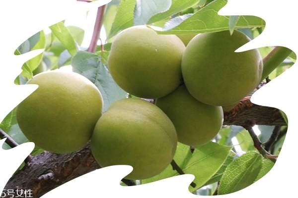 話梅會(huì)不會(huì)長胖 過量會(huì)發(fā)胖