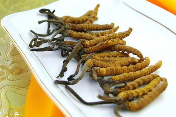 冬蟲(chóng)夏草的功效作用與知識(shí)要點(diǎn)