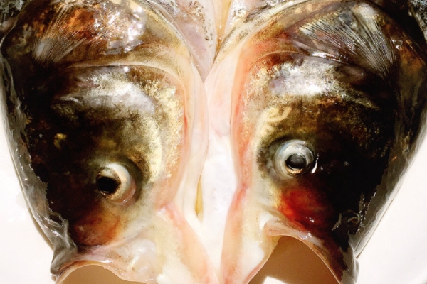 剁椒魚(yú)頭用什么魚(yú) 胖頭魚(yú)最佳
