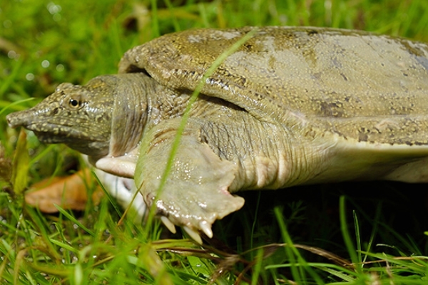 甲魚好吃嗎 營(yíng)養(yǎng)又美味